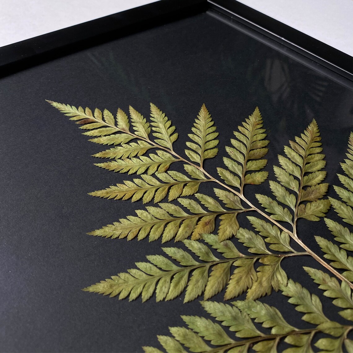 Framed pressed Fern herbarium page Etsy