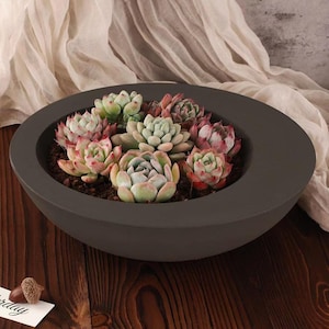 May include: A dark gray, oval-shaped planter filled with a variety of succulents. The succulents display shades of green, pink, and red. The planter sits on a wooden surface, with a white card and acorns in the foreground.