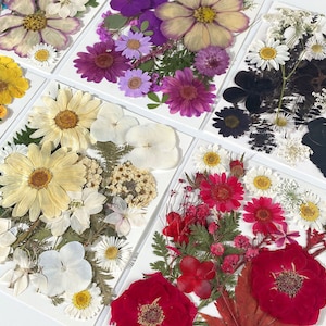 10 styles beautiful dried flowers for silicone mold,Beautiful dried flowers for resin craft,Dried flowers fillers for resin specimen Mold