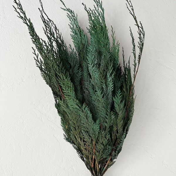 Preserved Cedar, Christmas Greenery