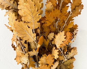 Preserved Oak Fall Leaves
