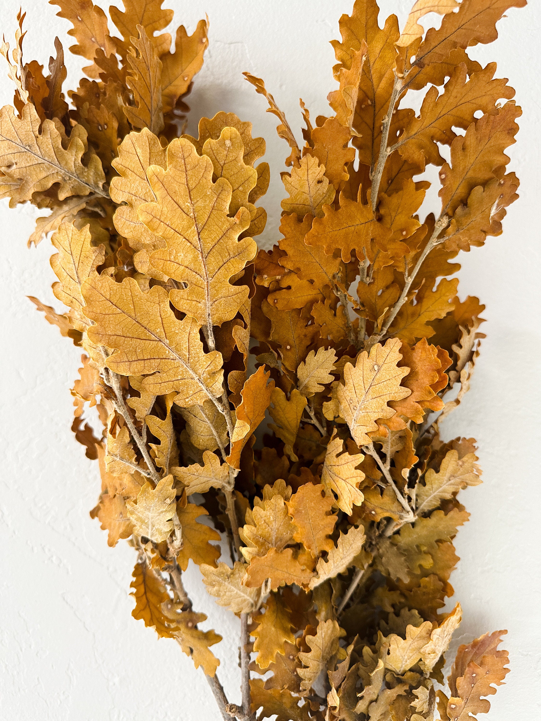 Preserved Fall Oak Leaves in Red - 1 lb Package