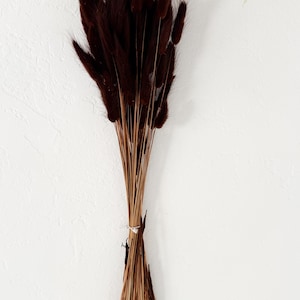 May include: A bundle of dried, dark brown bunny tail grass against a white background. The fluffy, feathery tops are tied together with a natural twine, creating a rustic and elegant floral arrangement. The stems are a light brown color.