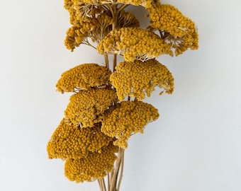 Dried Yellow Yarrow Stems, Home Decor, DIY Crafts