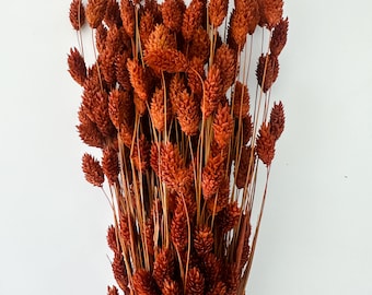 Rust, Burnt Oak Setaria Grass/ Dried Flowers/ Dried Grass - Etsy