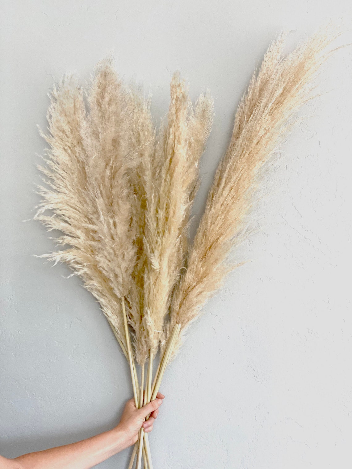 Dried Pampas Grass 5 Stems Etsy