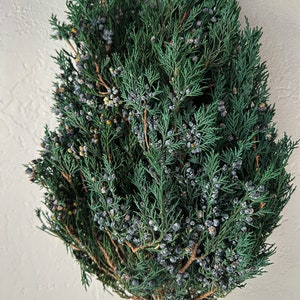 Preserved Juniper, Christmas Greenery