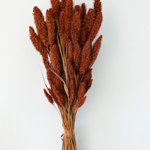 Rust, Burnt Oak Setaria Grass/ Dried Flowers/ Dried Grass - Etsy