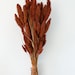 Rust, Burnt Oak Setaria Grass/ Dried Flowers/ Dried Grass - Etsy