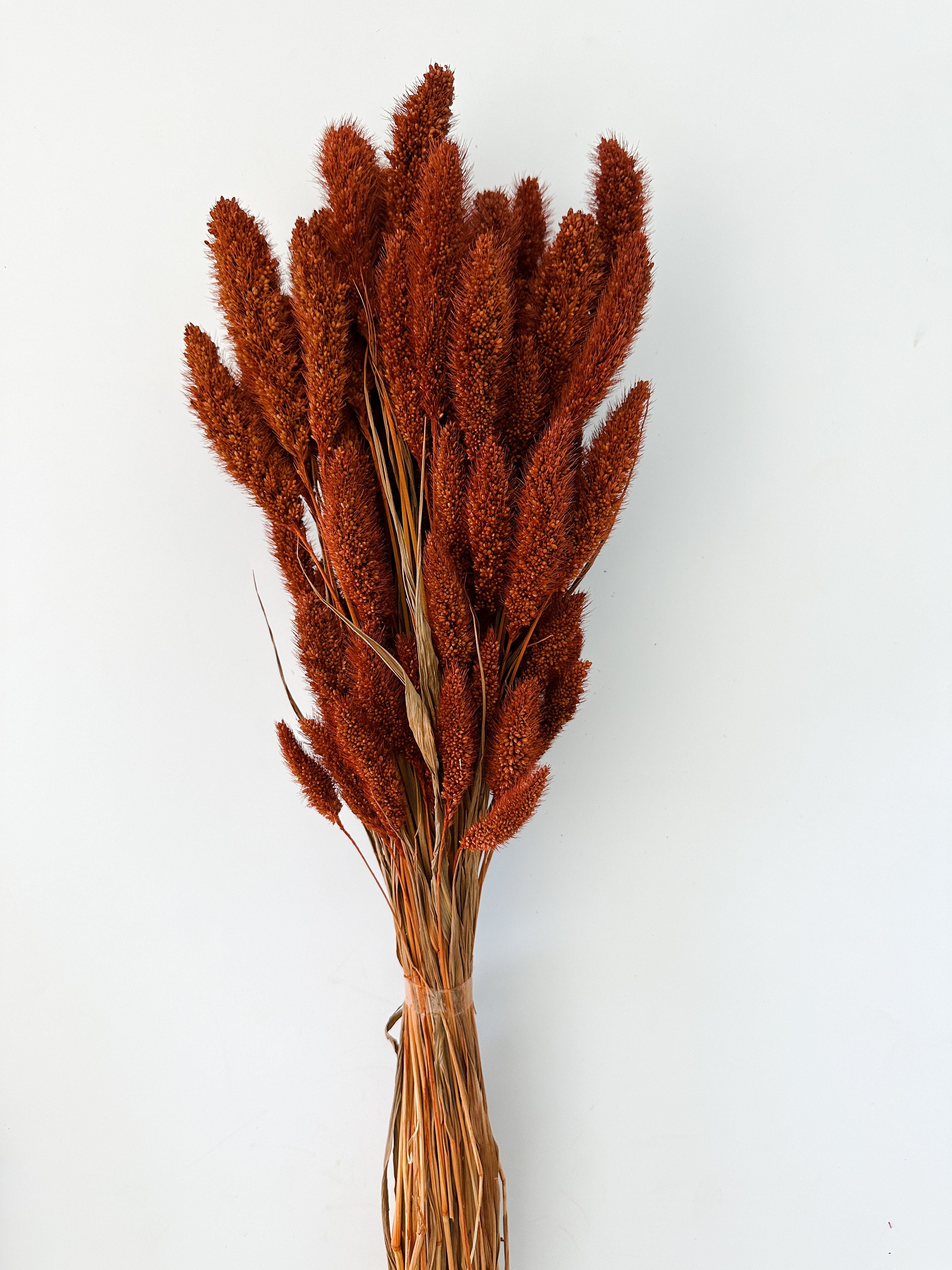 Rust, Burnt Oak Setaria Grass/ Dried Flowers/ Dried Grass - Etsy