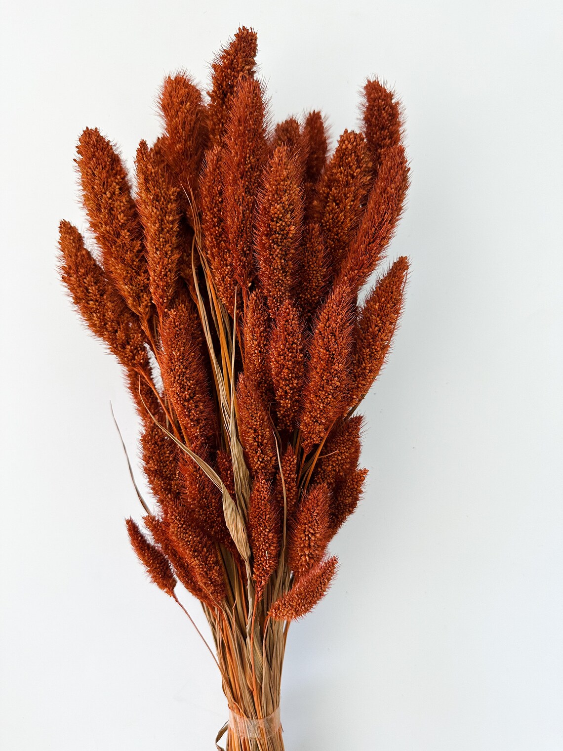 Rust, Burnt Oak Setaria Grass/ Dried Flowers/ Dried Grass - Etsy