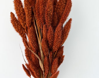 Rust, Burnt Oak Setaria Grass/ Dried Flowers/ Dried Grass