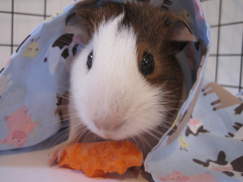 Guinea Pig Blanket Etsy