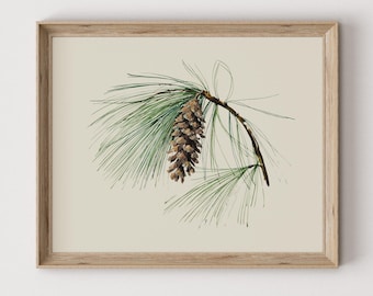 Könnte beinhalten: Ein gerahmter botanischer Druck mit einer detaillierten Illustration eines Kiefernzapfens und Nadeln. Das Kunstwerk zeigt einen braunen Kiefernzapfen, der an einem Ast mit langen, grünen Nadeln vor einem cremefarbenen Hintergrund hängt.