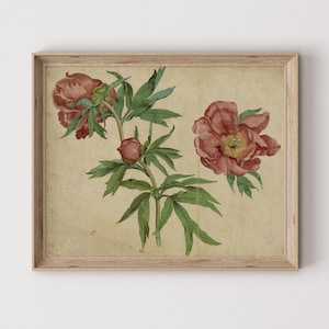Vintage pioenroos | Roze bloem muurkunst | Babykamerdecoratie meisjes | Afdrukbare bloemenkunst