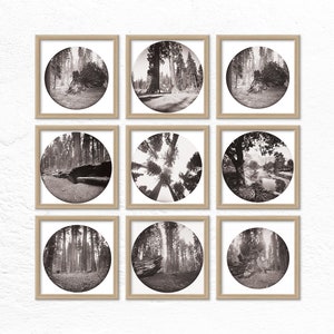 Calaveras Grove Big Trees State Park Cali Antique Photographs, Instant Download Printable Wall Art, California Redwoods, Sequoia Tree Photos