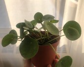Chinese Money Plant