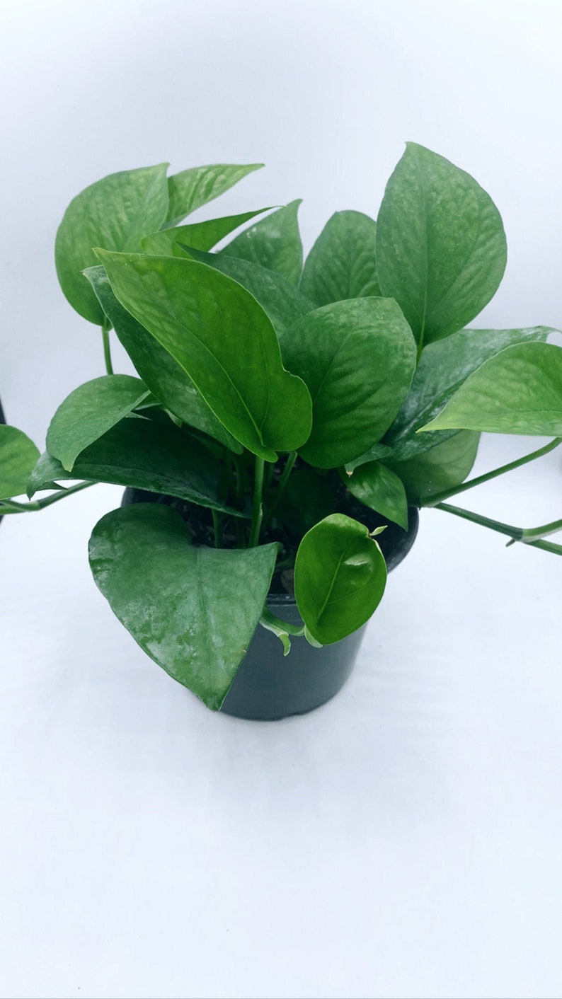 Jade Pothos Pothos Live Plants Houseplants Plants RARE Etsy