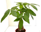 Money Tree Plant, AKA quot Yoga Plant quot - Live Plant in 4 quot Pot