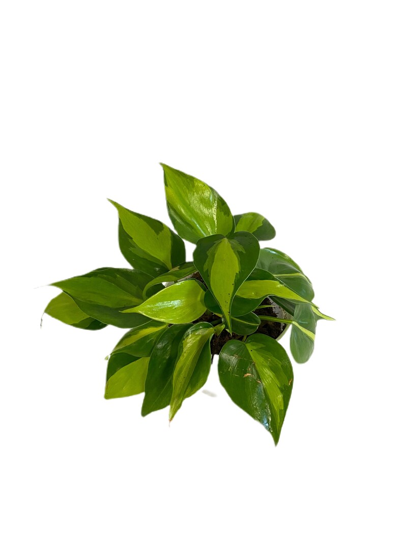Philodendron Brasil AKA Pothos Brasil Live Plant | Etsy