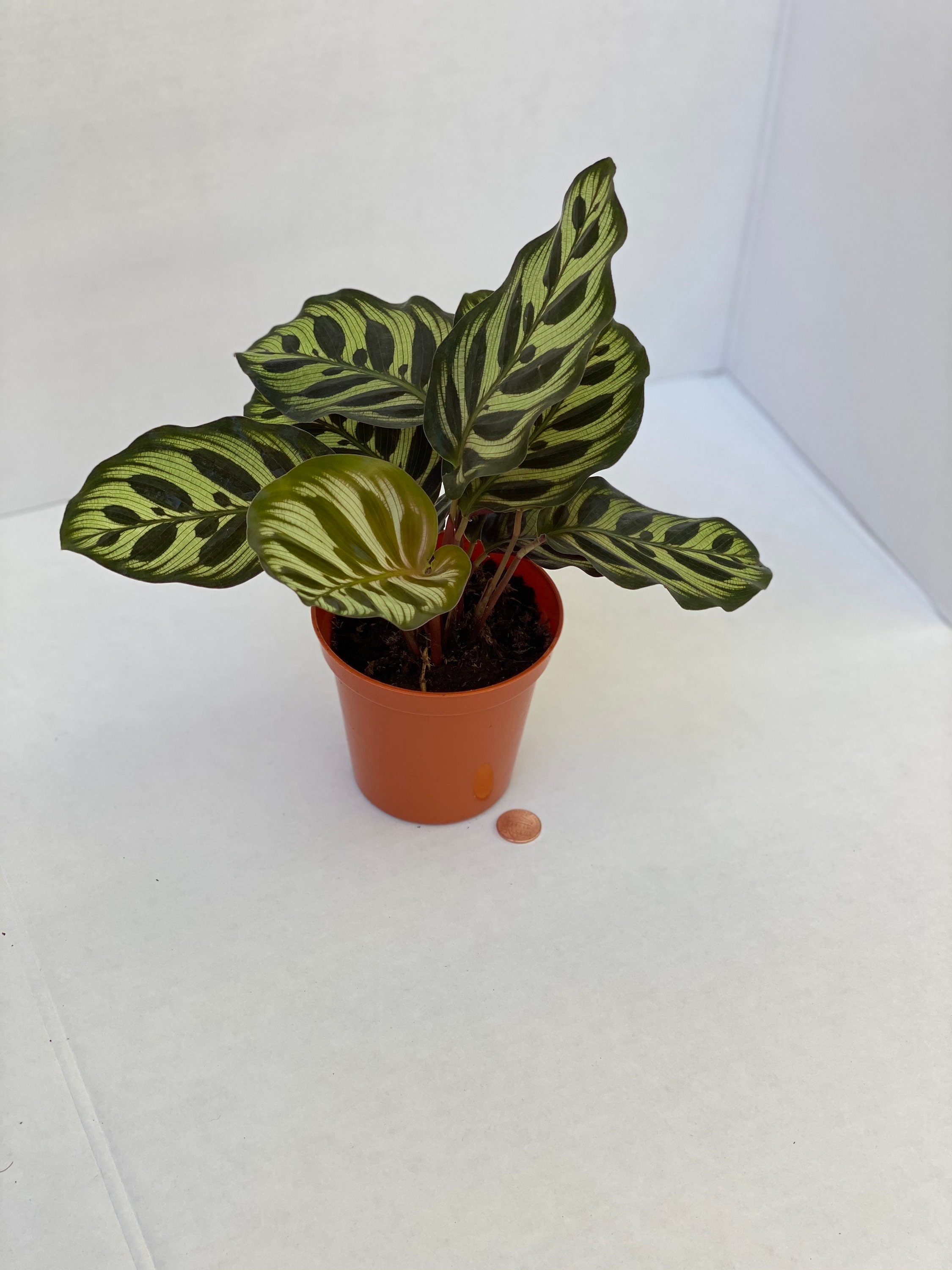 Peacock Plant AKA Calathea Makoyana Cathedral Windows - Live Plant 4 Pot