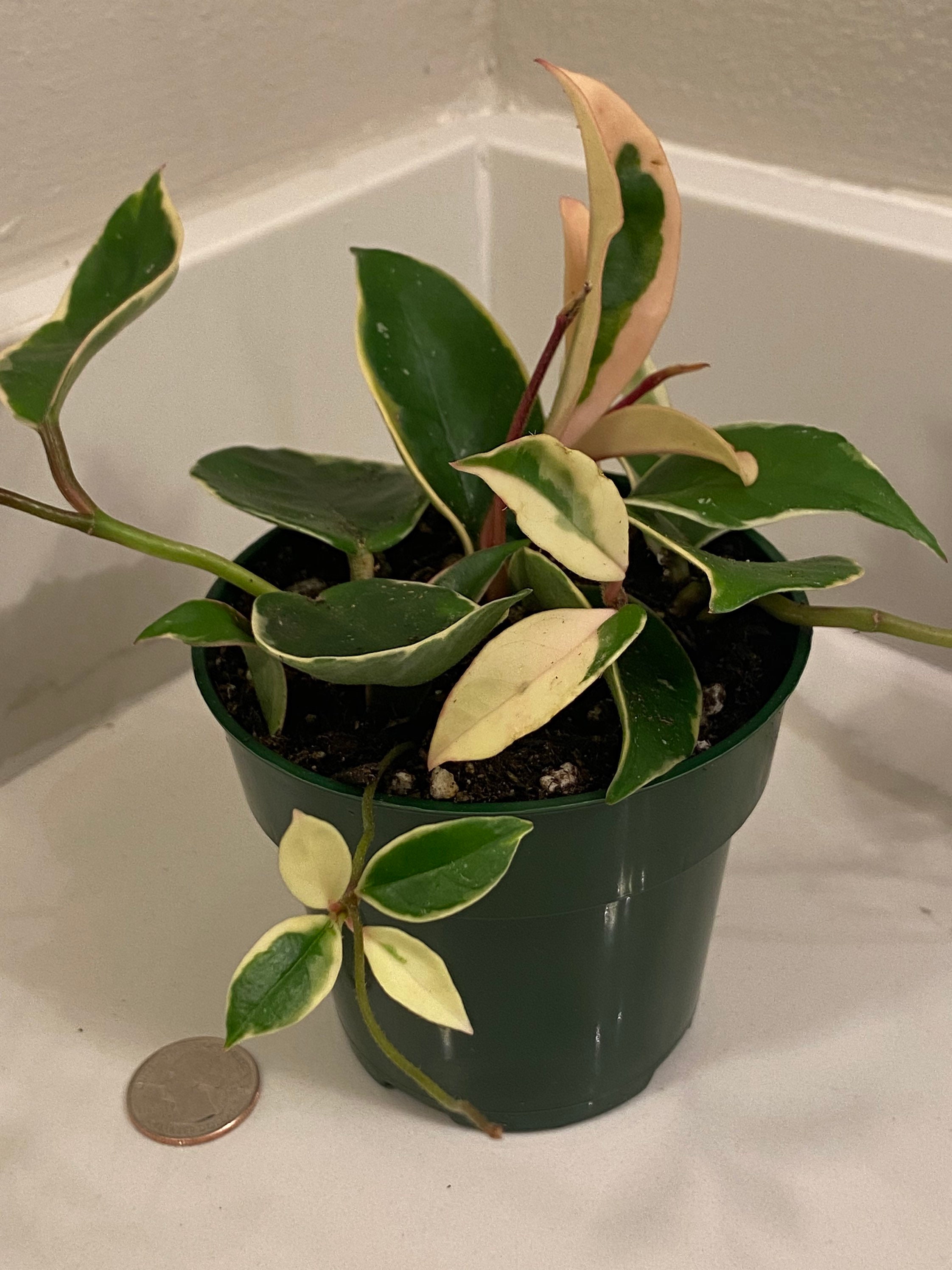 Hoya Carnosa Krimson Queen Variegated - 4 Pot