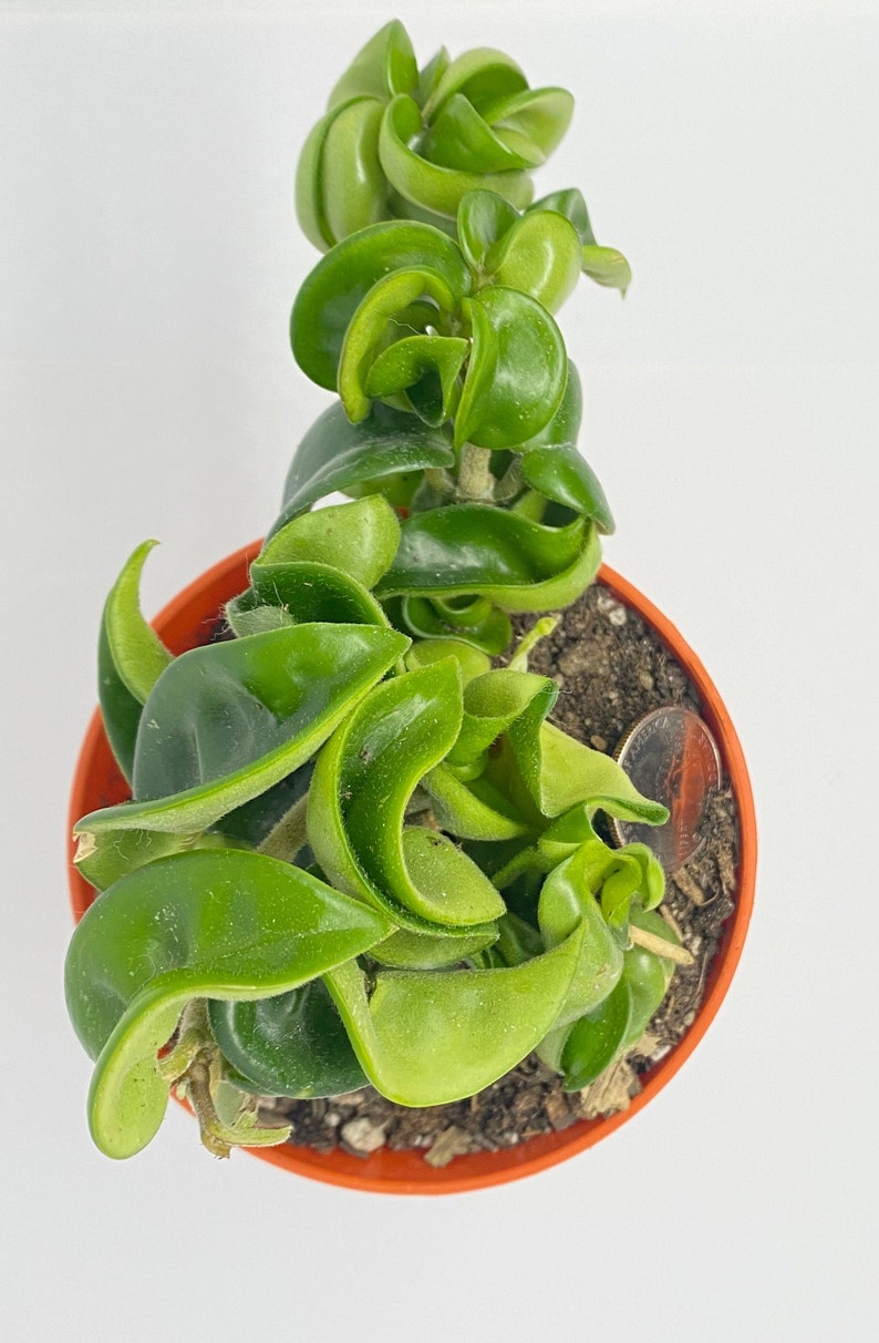 Hindu Rope Hoya AKA hoya Carnosa Compacta Live Etsy
