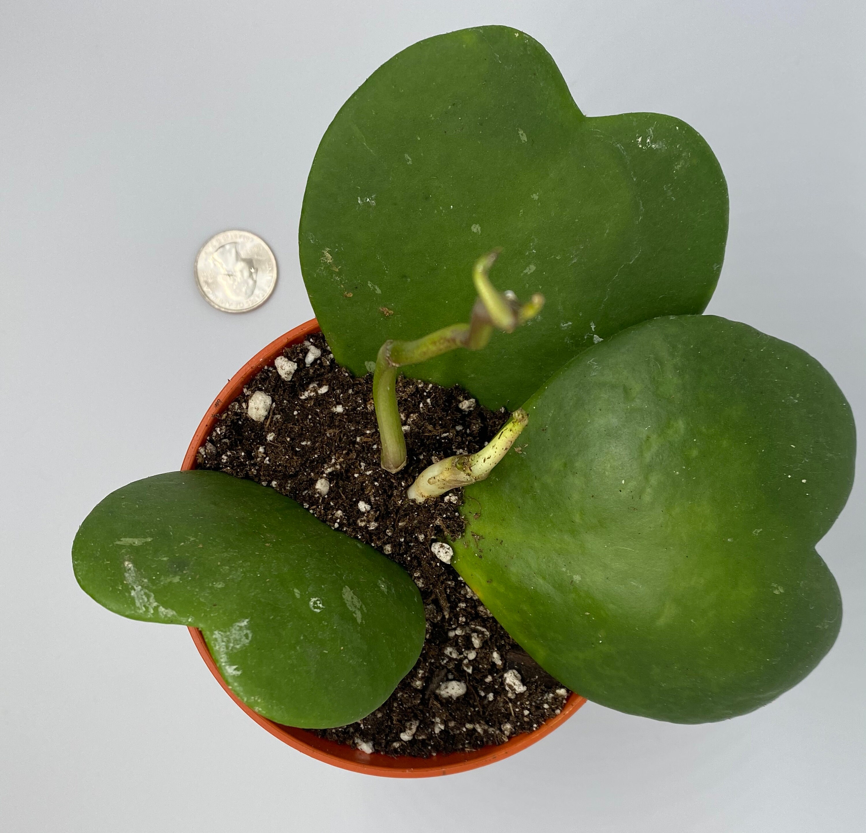 Hoya Kerrii SweetHeart Hoya Live Plant 4 Etsy