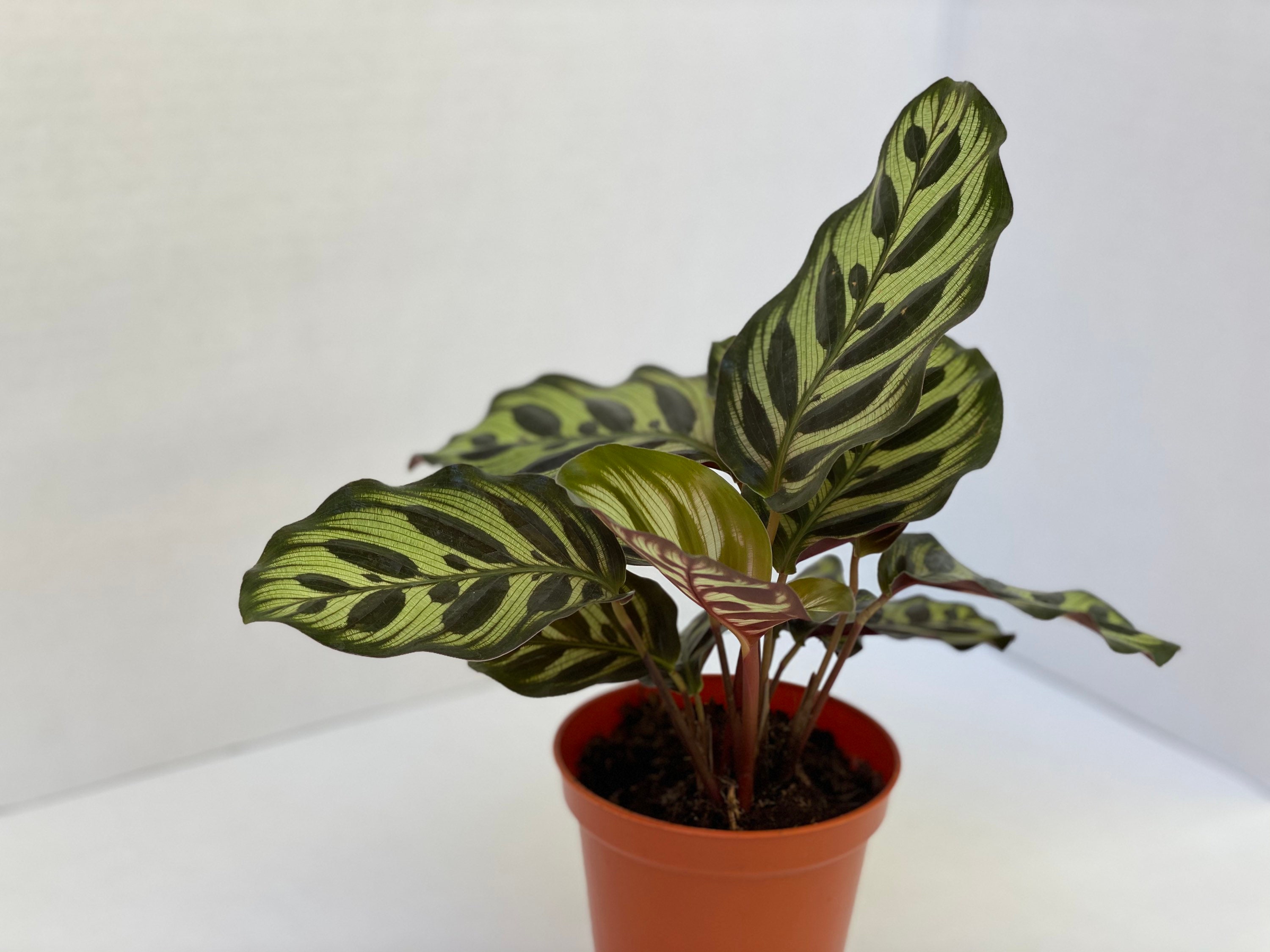 Peacock Plant AKA Calathea Makoyana Cathedral Windows - Live Plant 4 Pot