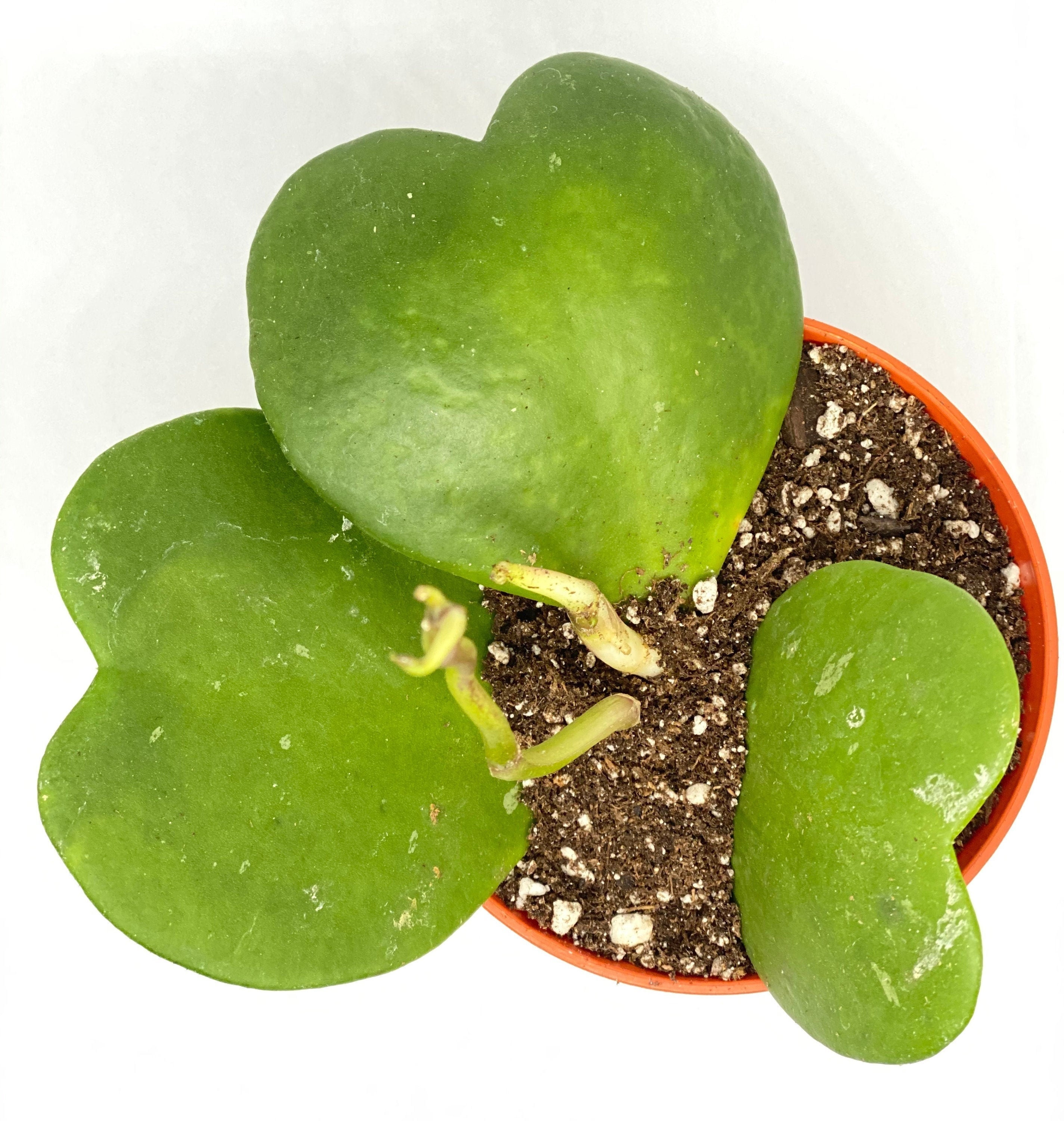 Hoya Kerrii SweetHeart Hoya Live Plant 4 Etsy