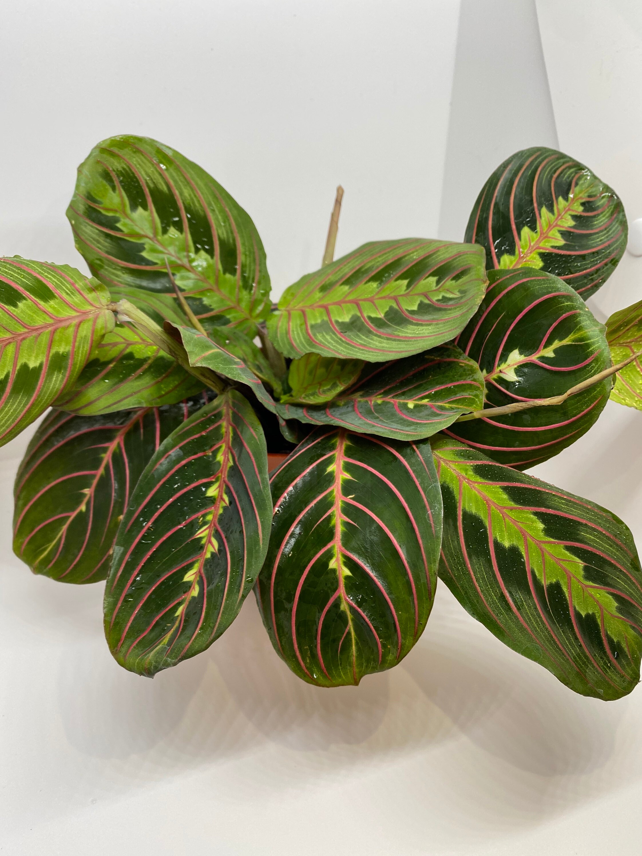 Red Maranta Leuconeura AKA Prayer Plant Live Etsy