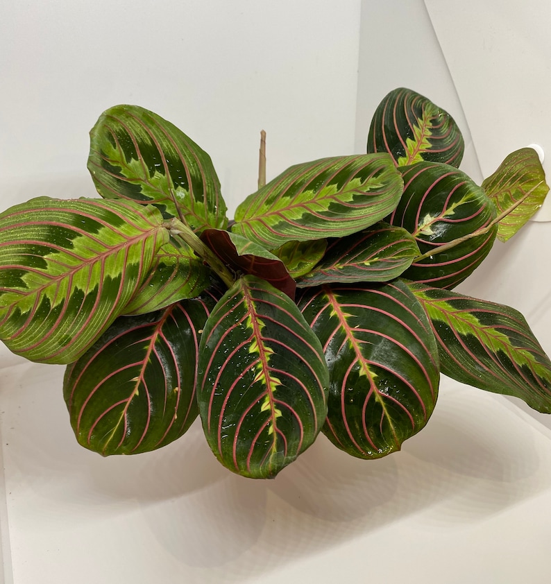 Red Maranta Leuconeura AKA Prayer Plant Live Etsy