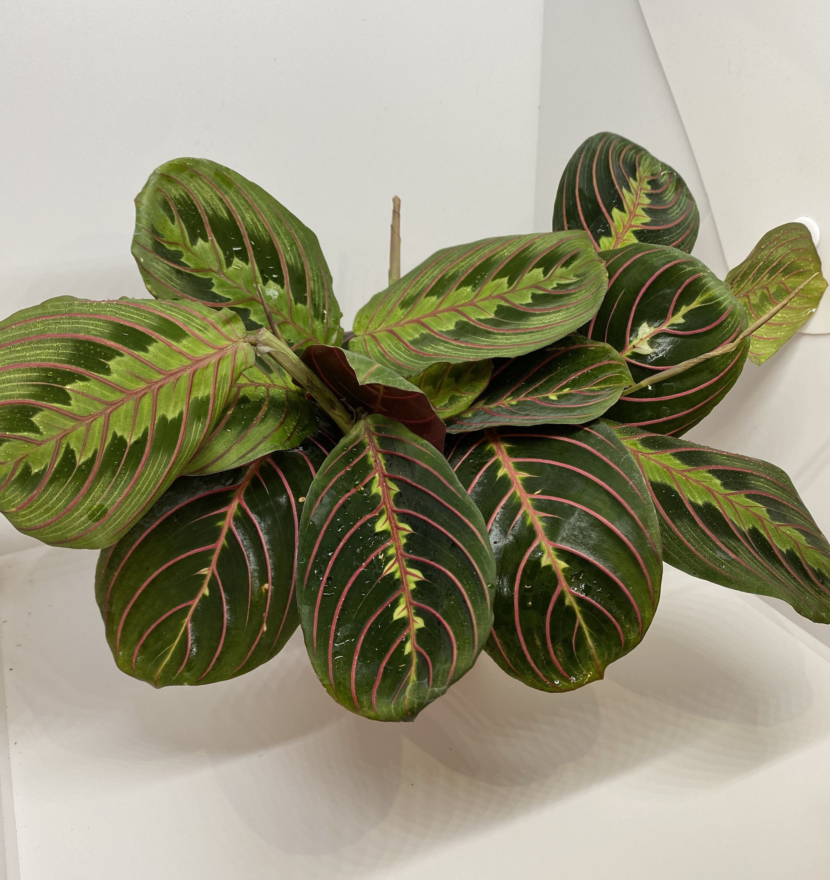 Prayer Plant Maranta Leuconeura