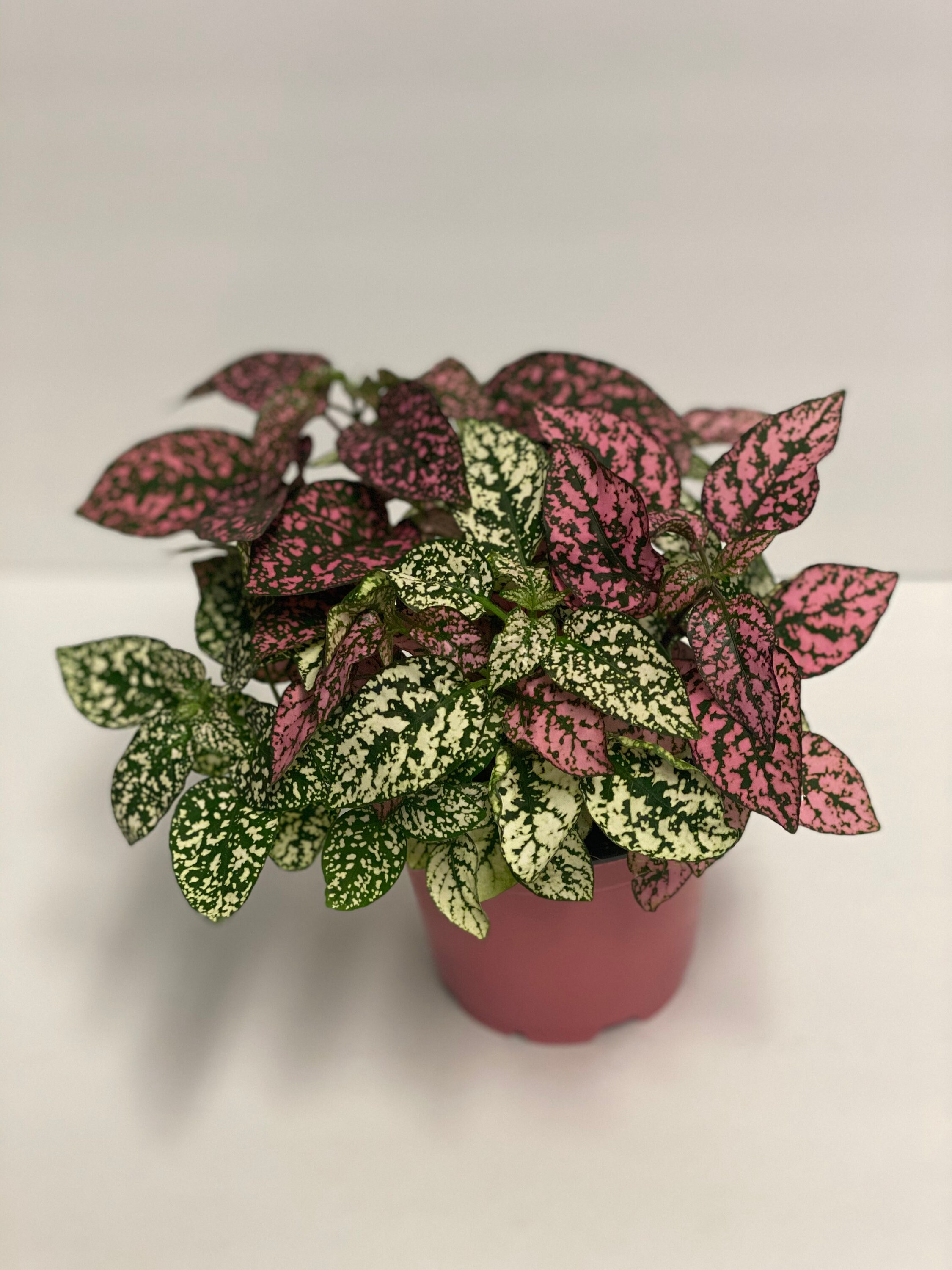 Polka Dot Plant Polka Dot Plant
