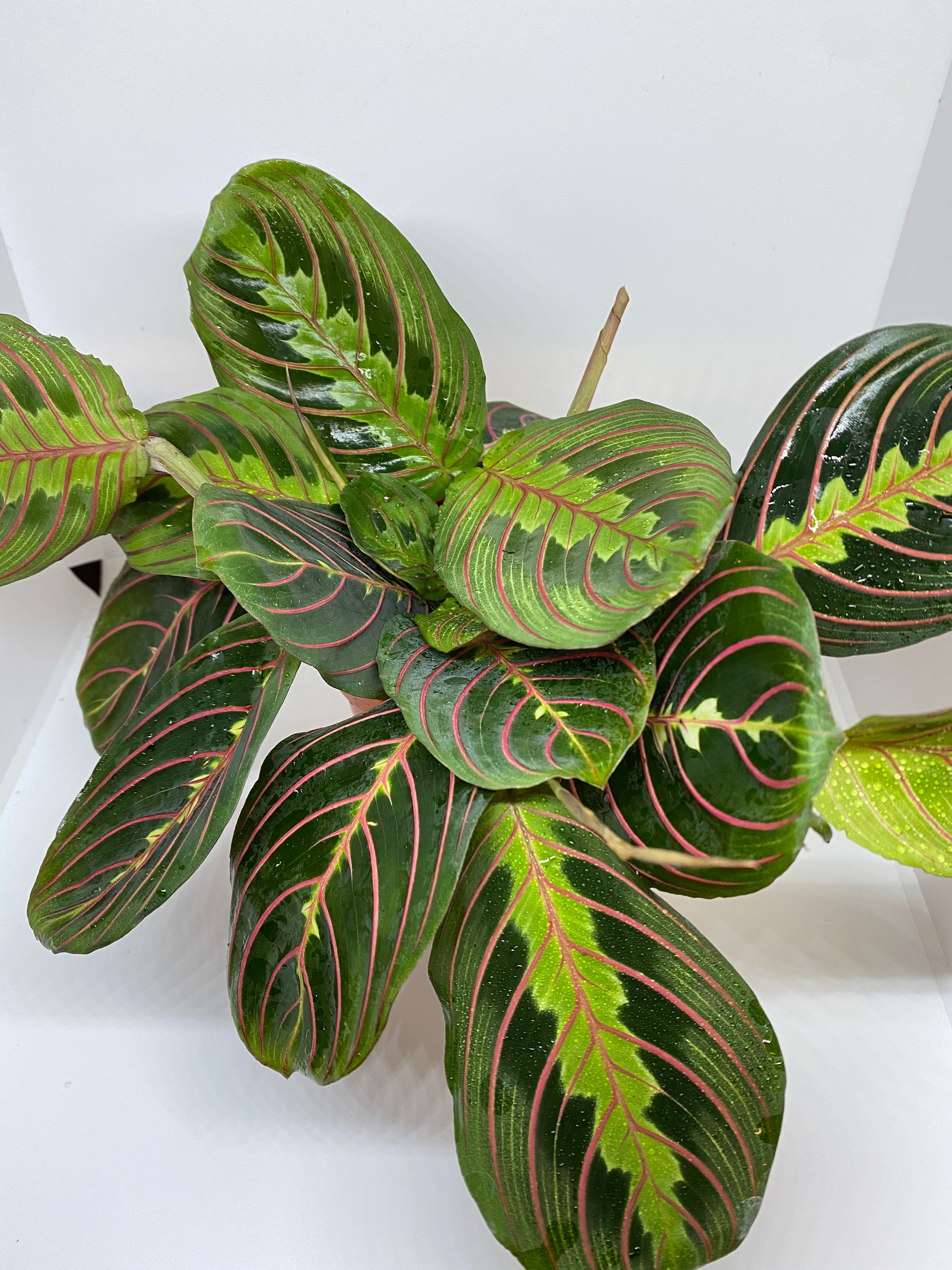 Red Maranta AKA Prayer Plant