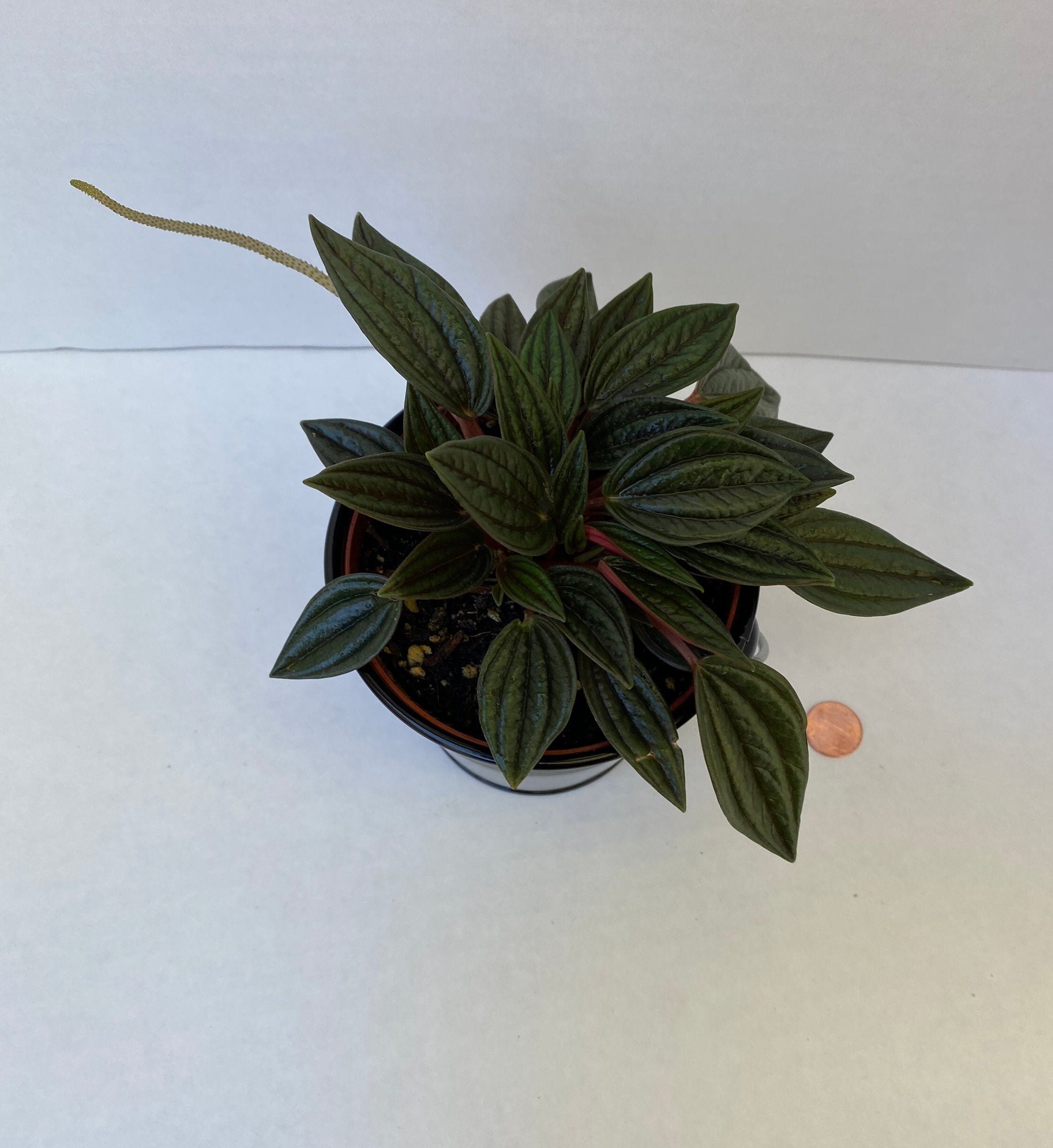 Peperomia Caperata Rosso AKA Emerald Green Ripple Pepper - Live Plant
