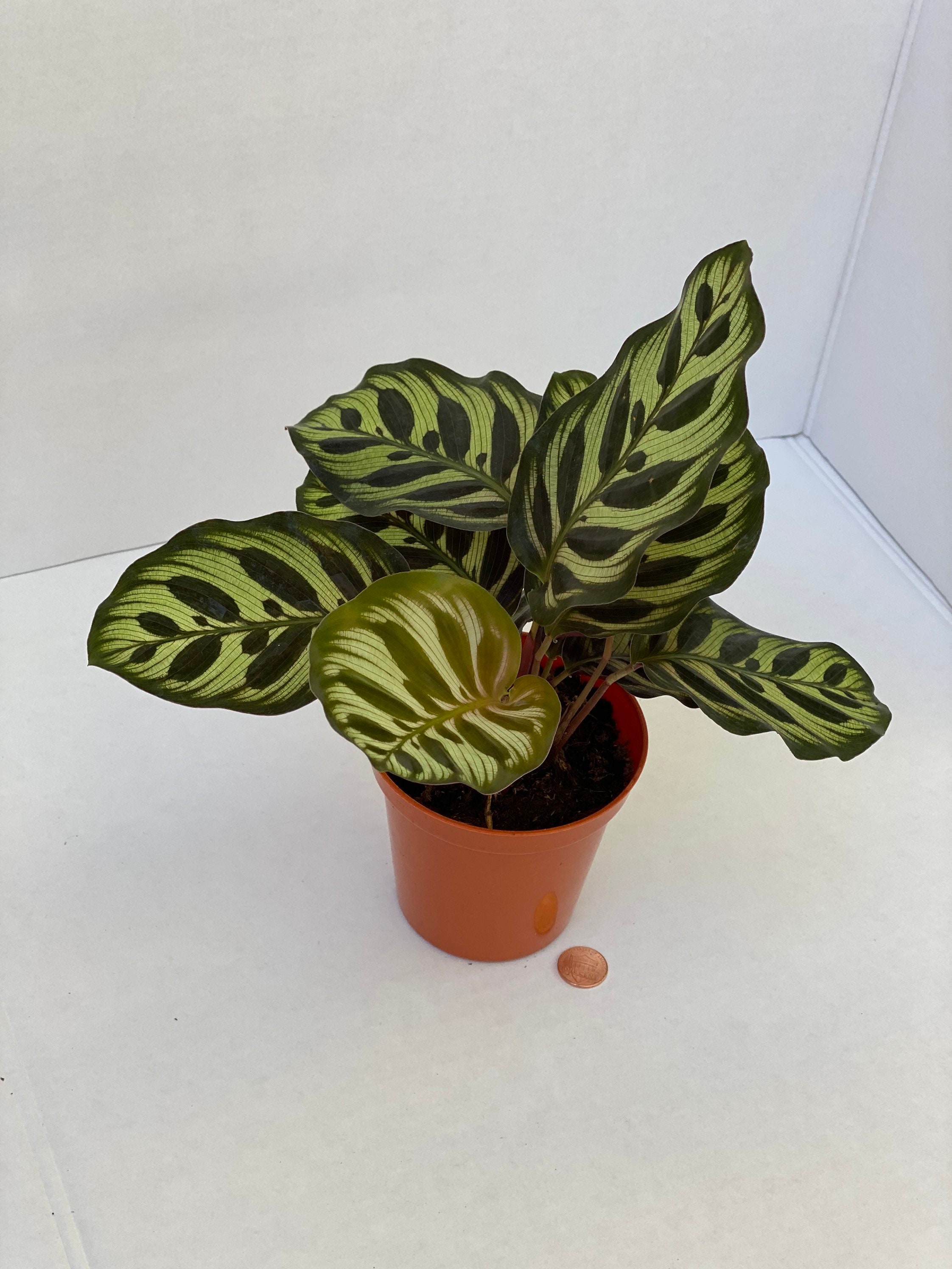Peacock Plant AKA Calathea Makoyana Cathedral Windows - Live Plant 4 Pot