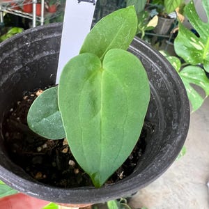 Anthurium Doc Block F3 x papillilaminum dark | Rooted, Established Plant | US Seller | Rare Plant | Collector Plant