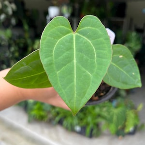 Anthurium forgetii dark x SKG SilverX | Rooted, Established Plant | US Seller | Rare Plant | Collector Plant