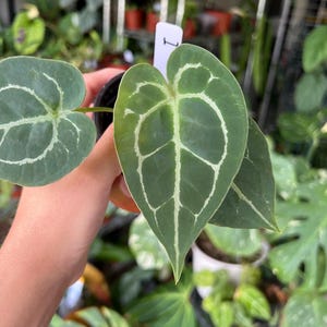 Anthurium (mag x forgetii) x forgetii dark hybrid | Rooted, Established Plant | US Seller | Rare Plant | Collector Plant