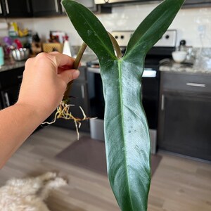 Philodendron Mexicanum, Rooted Mid Cut | Mature Leaf | Active Growth | US  Seller | Rare Plant | Collector Plant - Etsy