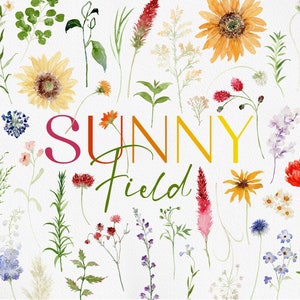 Campo soleggiato, fiore dell'acquerello, Clipart dell'acquerello, fiore selvatico dell'acquerello, fiore estivo PNG, estate dell'acquerello, WildFlower Clipart