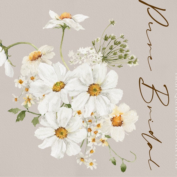 Czysty kwiat ślubny, Kwiat akwareli, Biały kwiat, Clipart zaproszenia ślubnego, Stokrotka, Akwarela Wedding clipart, Akwarela Daisy