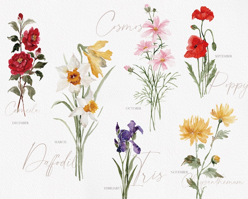 Puede incluir: Ilustraciones de acuarela de flores que representan cada mes del a&ntilde;o. Enero: Camelia, Febrero: Iris, Marzo: Narciso, Abril: Cosmos, Mayo: Amapola, Junio: Crisantemo, Julio: Rosa, Agosto: Lirio, Septiembre: Girasol, Octubre:  Hortensia, Noviembre:  Peon&iacute;a, Diciembre:  Acebo.