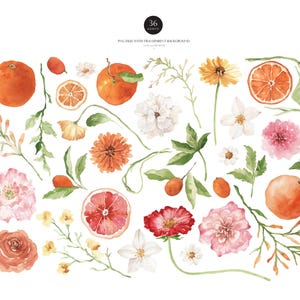 May include: Watercolor illustrations of various flowers and citrus fruits, including oranges, grapefruits, and lemons. The flowers are in shades of pink, white, and red, and the citrus fruits are in shades of orange and yellow. The illustrations are on a white background.
