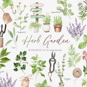 Kruidentuin aquarel clipart, aquarel kruid, lavendel basilicum rozemarijn tuin illustraties, cottage Garden, tuindecor, kruiden, png PNGEgg