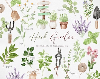 Herb Garden Watercolor Clipart, Watercolor Herb, Lavender Basil Rosemary Garden Illustrations, Cottage Garden, Garden Decor, Herbs PNG