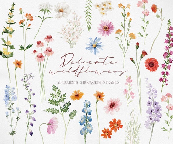 DELICATE Wildflowers, Watercolor Wildflower PNG, Wildflower Clipart, Watercolor Flower, Flower Clipart, Wildflower PNG