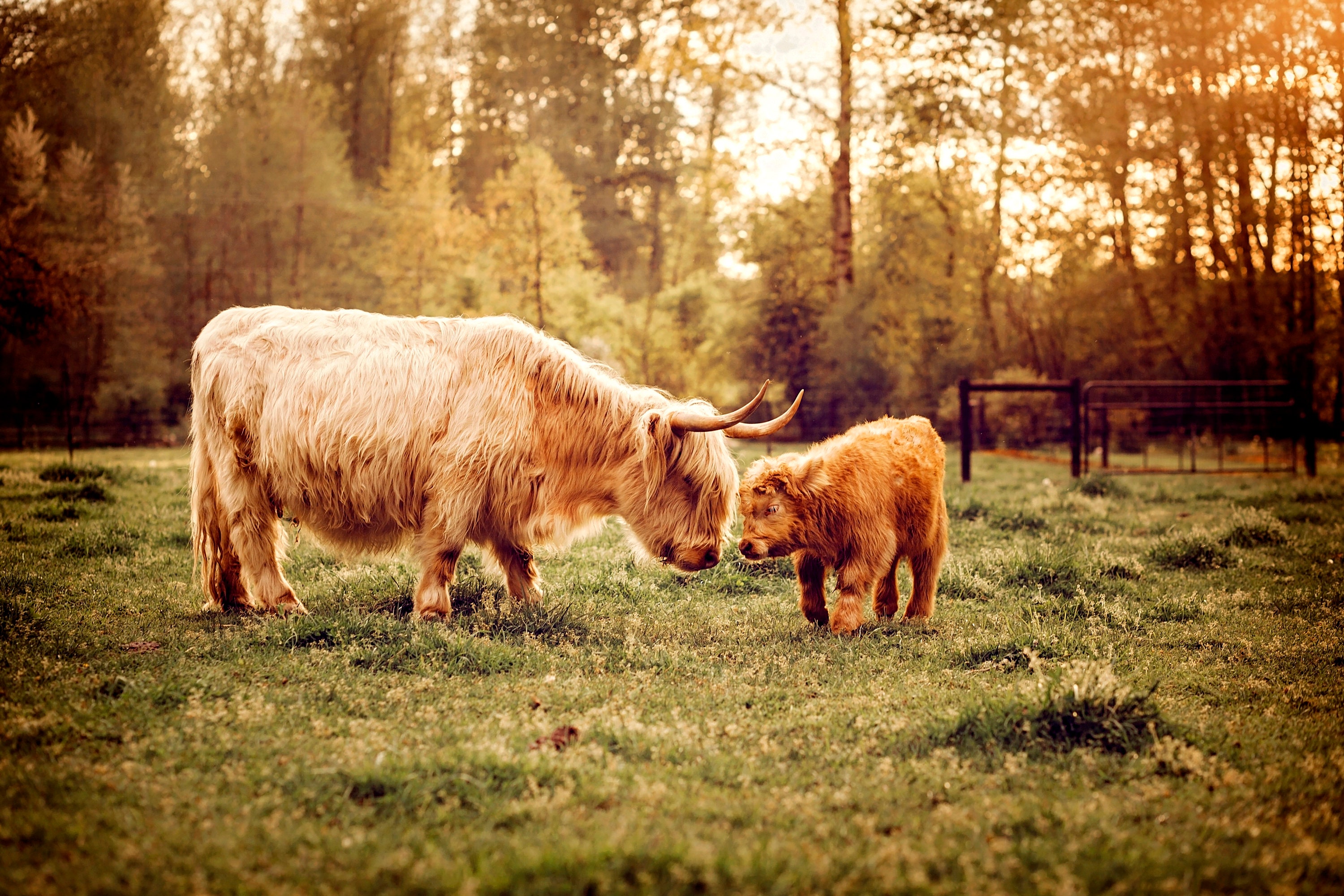 Highland Cattle Baby