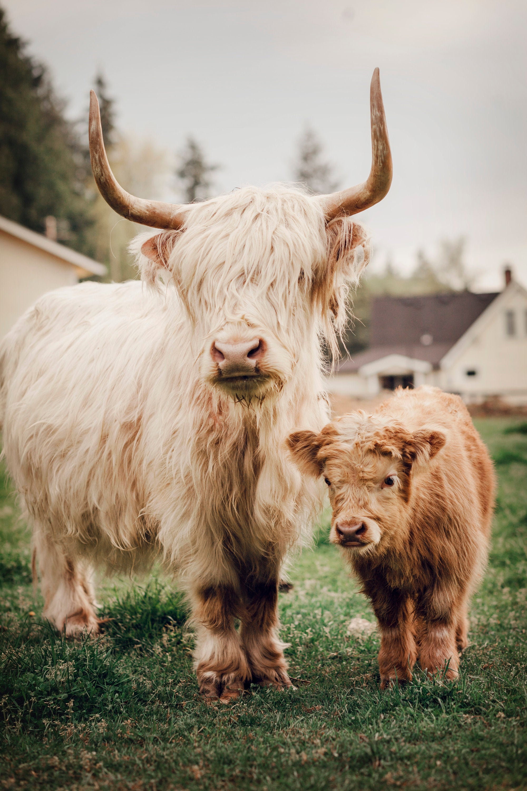 Mother and Baby Highland Mini Cows Side by Side - Etsy Sweden